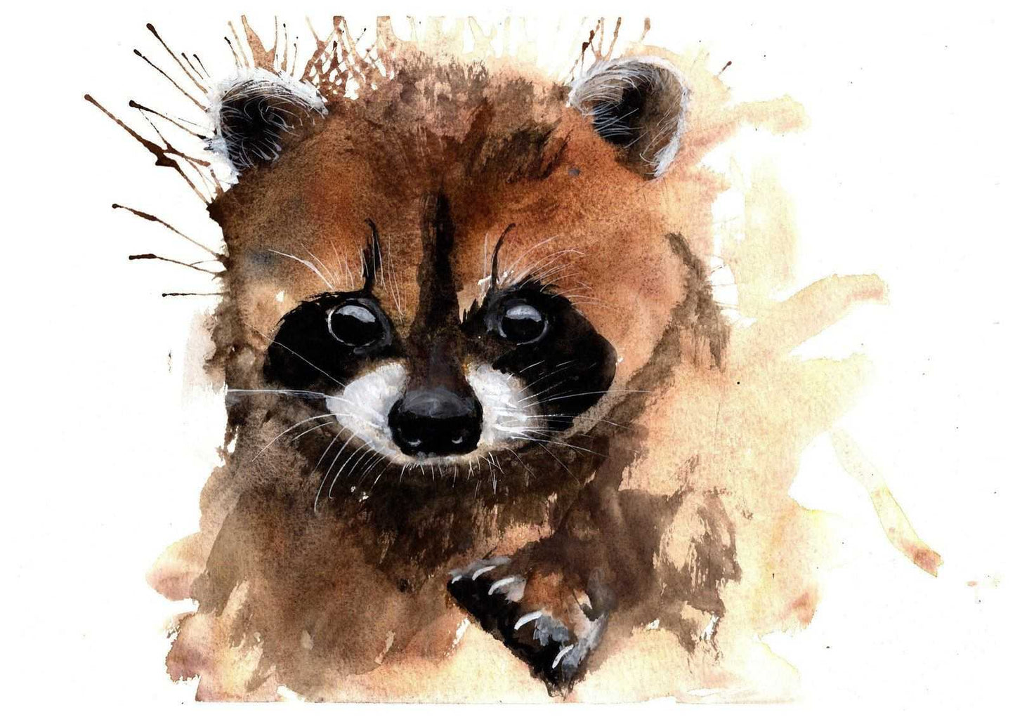 Raccoon Painting Numbered limited edition Giclee Print of a Watercolour Painting ArtbyMyleslaurence